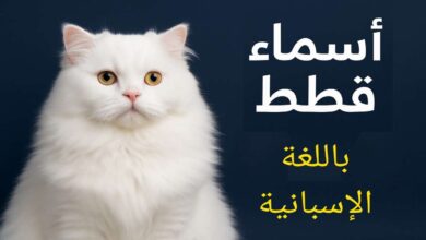 اسماء قطط اسبانية