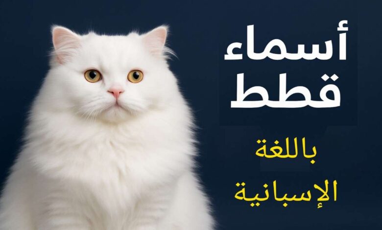 اسماء قطط اسبانية