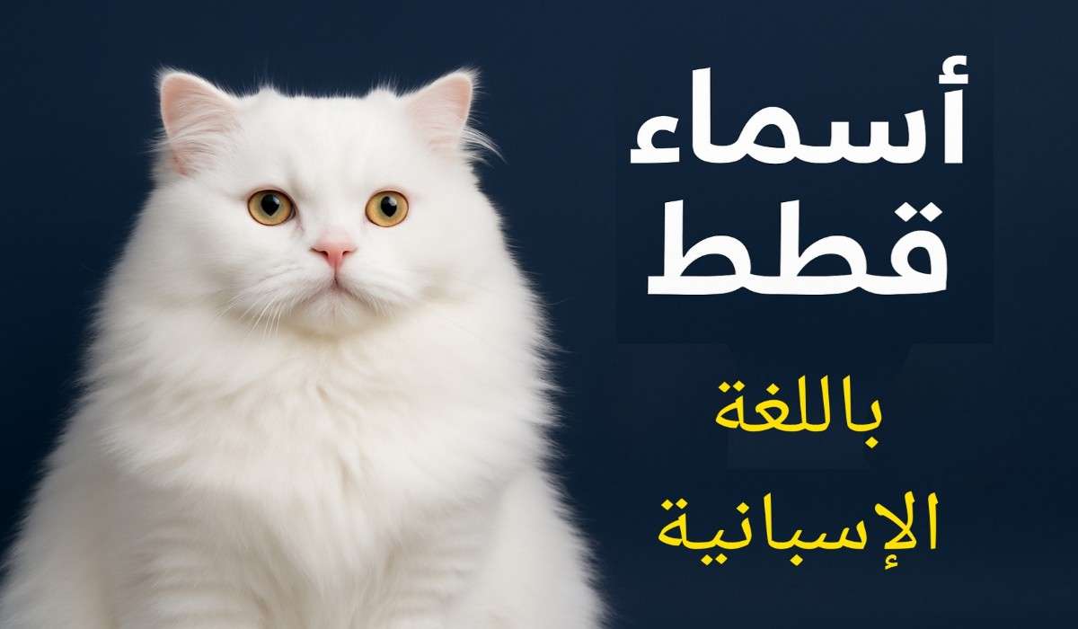 اسماء قطط اسبانية
