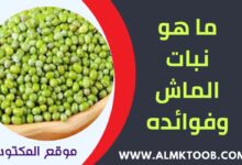 فوائد نبات الماش