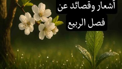 قصيدة عن فصل الربيع