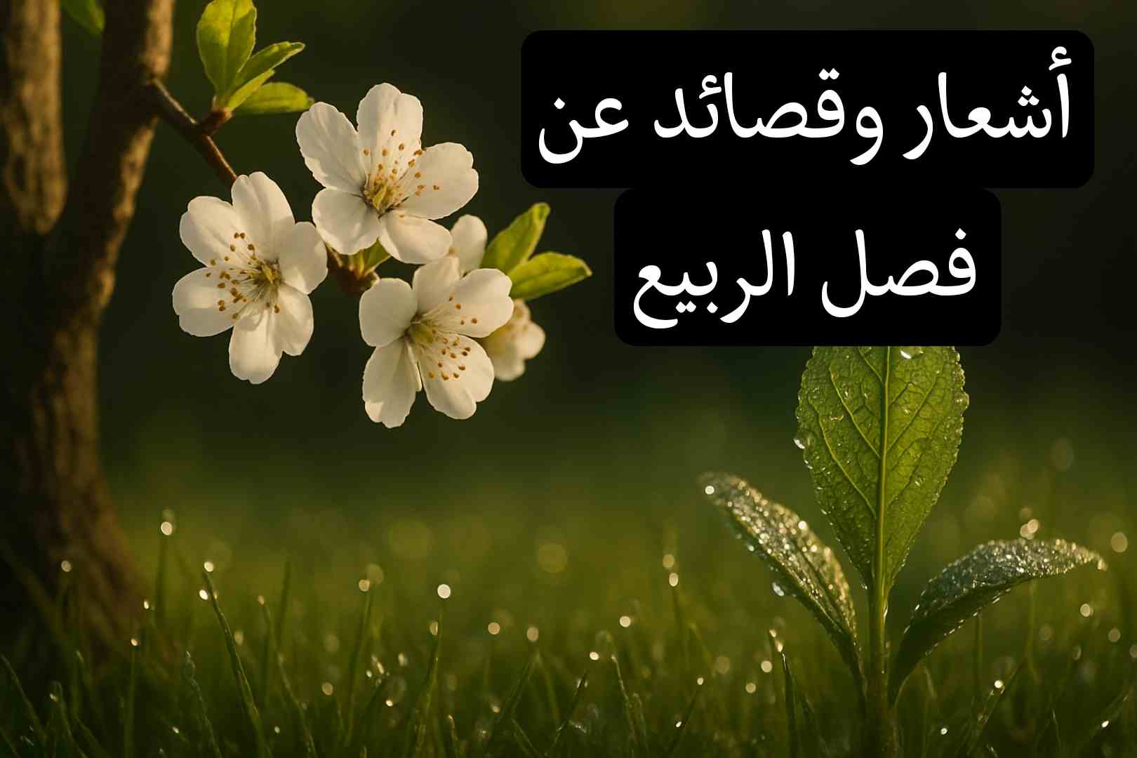 بيت شعر عن فصل الربيع