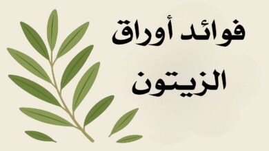 فوائد ورق الزيتون للجنس