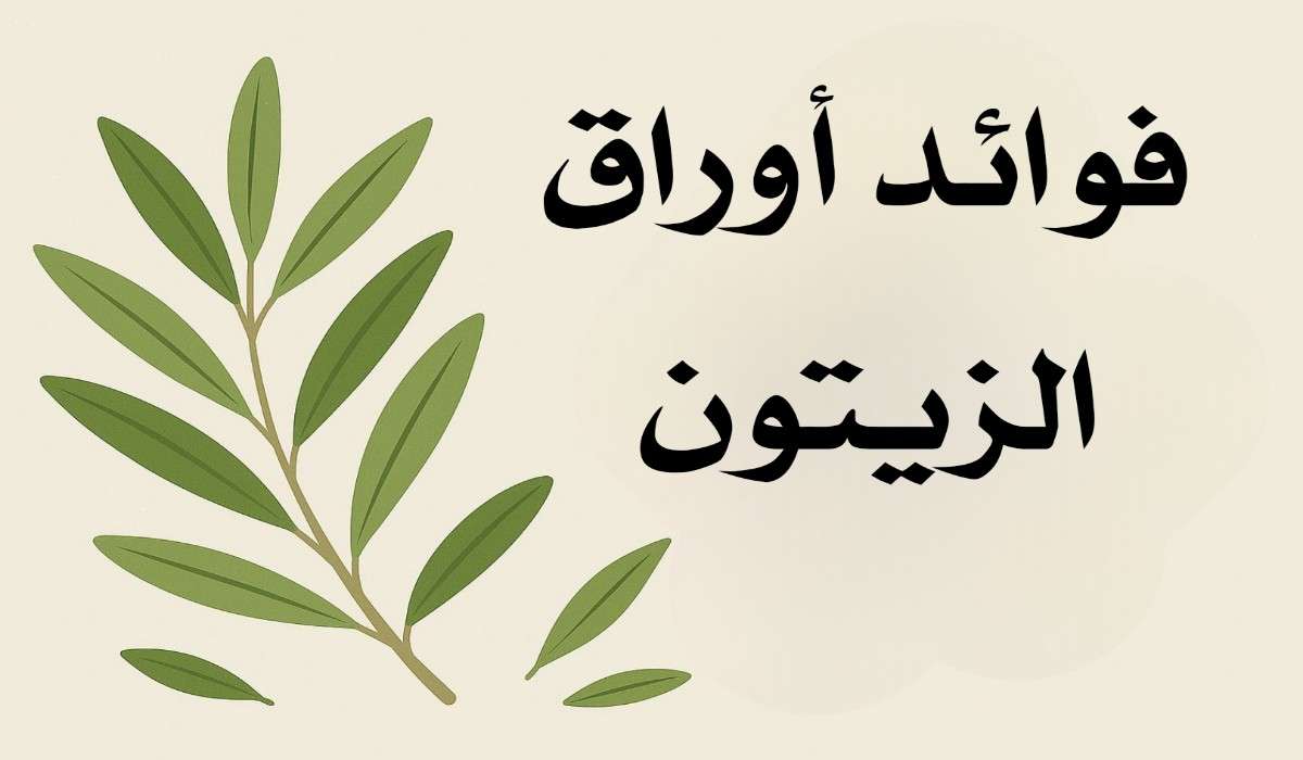 فوائد ورق الزيتون للجنس